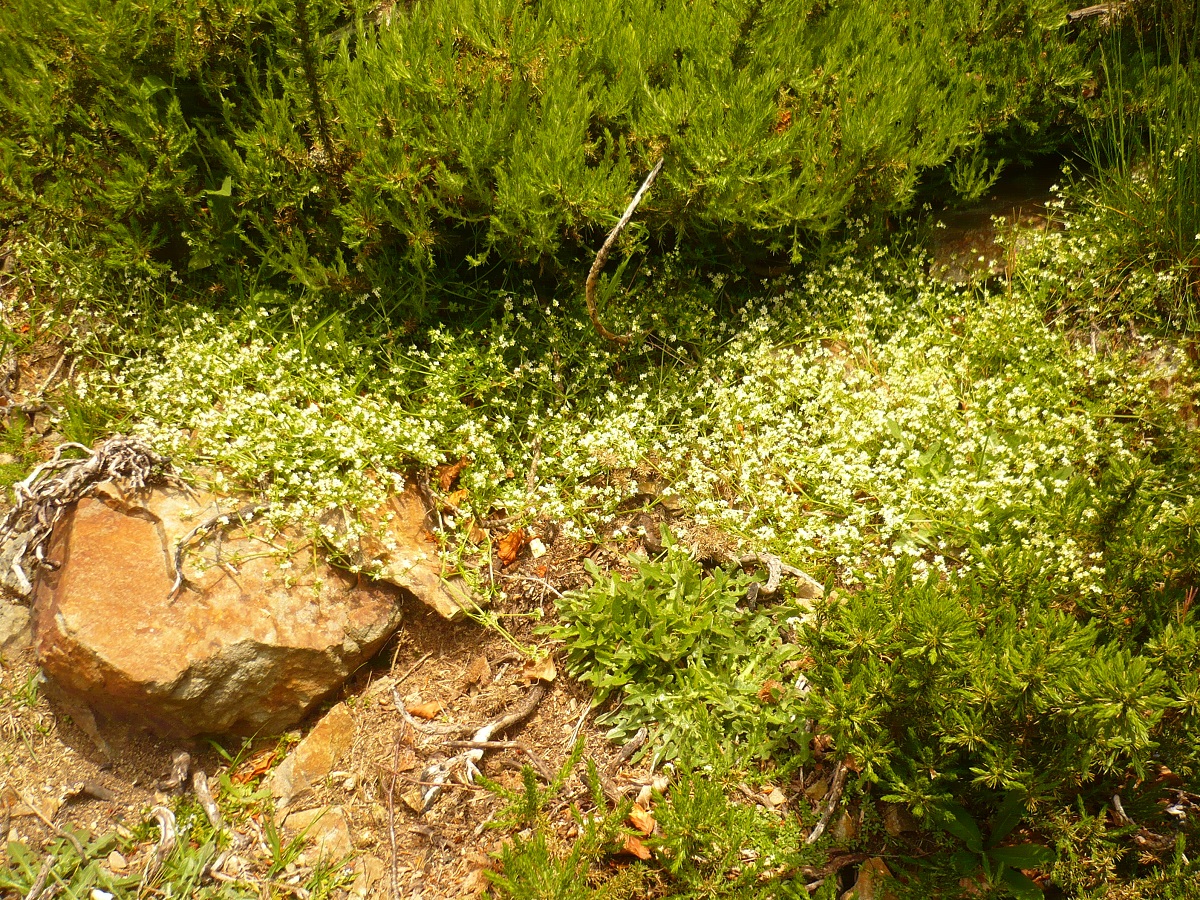 Galium saxatile (Rubiaceae)